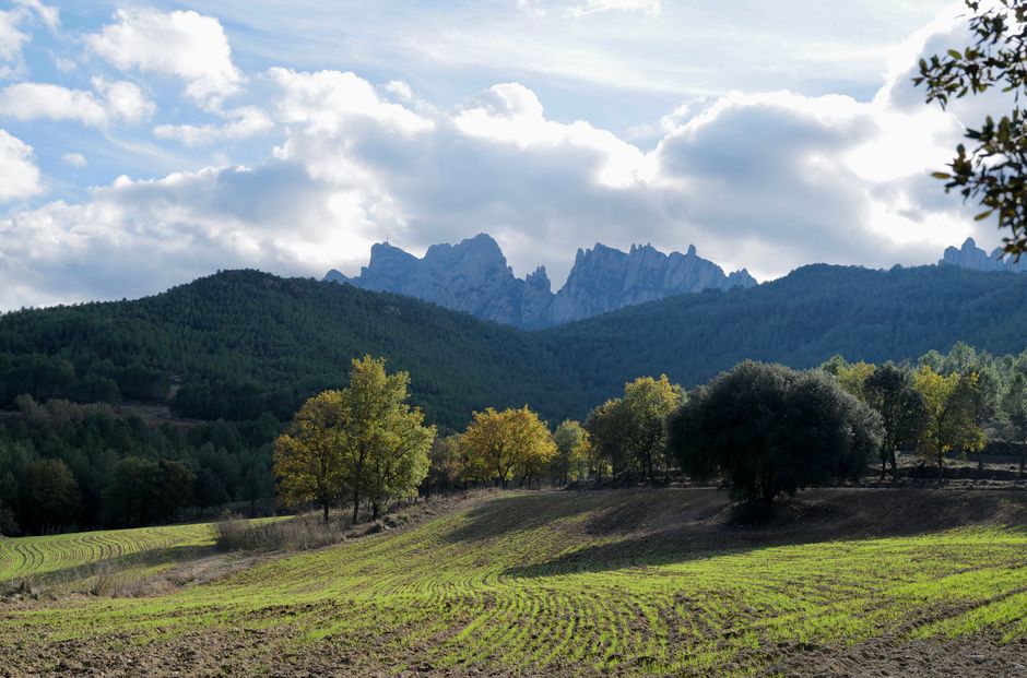Un paisaje rural sereno con un campo de hierba, árboles y una cadena montañosa bajo un cielo brillante.